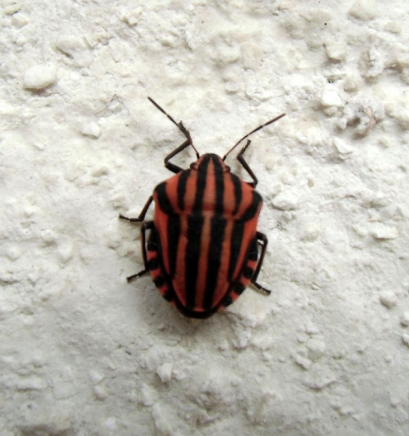 Pentatomidae: Graphosoma lineatum italicum del Vicentino